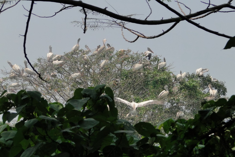 Sri Lanka, Colombo, Dehiwala Zoo